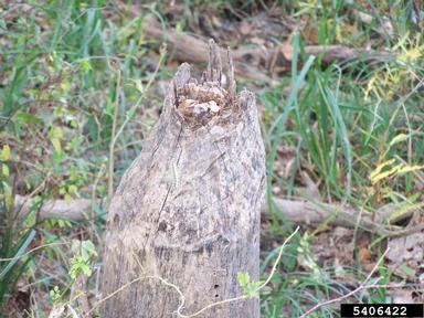 American beaver, Castor canadensis  (Rodentia: Castoridae) - 5406422