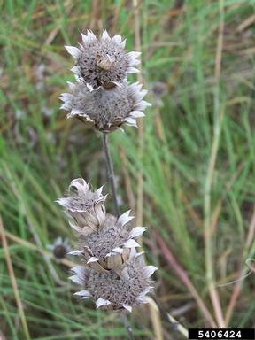 lemon beebalm, Monarda citriodora  (Lamiales: Lamiaceae) - 5406424