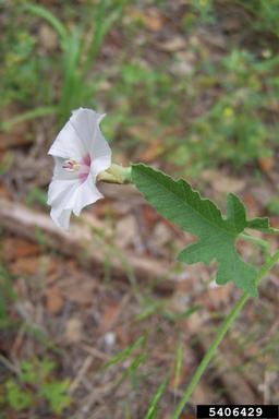 Texas bindweed, Convolvulus equitans  (Solanales: Convolvulaceae) - 5406429