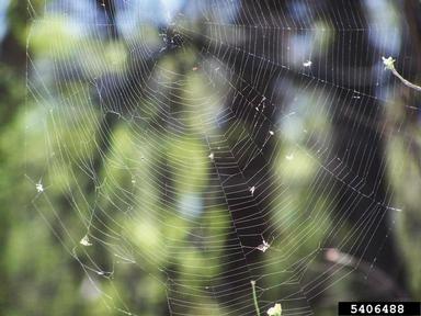 spiders,    (Araneae: Unknown Araneae) - 5406488