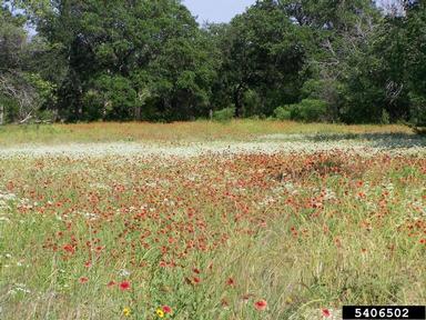 rosering gaillardia, Gaillardia pulchella  (Asterales: Asteraceae) - 5406502
