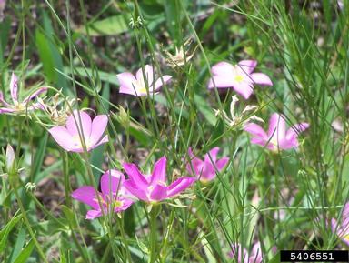 Texas star, Sabatia campestris  (Gentianales: Gentianaceae) - 5406551