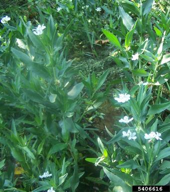 American waterwillow, Justicia americana  (Scrophulariales: Acanthaceae) - 5406616