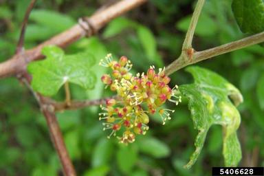 mustang grape, Vitis mustangensis  (Rhamnales: Vitaceae) - 5406628