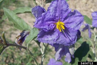 silverleaf nightshade, Solanum elaeagnifolium  (Solanales: Solanaceae) - 5406712
