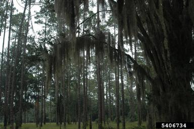 Spanish moss, Tillandsia usneoides  (Bromeliales: Bromeliaceae) - 5406734