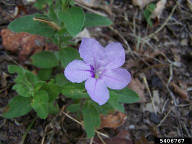 petunia, Petunia spp.  (Solanales: Solanaceae) - 5406767