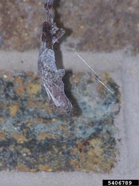 Mediterranean gecko, Hemidactylus turcicus  (Squamata: Gekkonidae) - 5406789