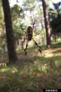 golden-silk spider, Nephila clavipes  (Araneae: Araneidae) - 5406823