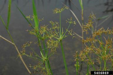 haspan flatsedge, Cyperus haspan  (Cyperales: Cyperaceae) - 5406869