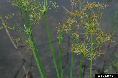 haspan flatsedge, Cyperus haspan  (Cyperales: Cyperaceae) - 5406870