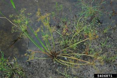 haspan flatsedge, Cyperus haspan  (Cyperales: Cyperaceae) - 5406871