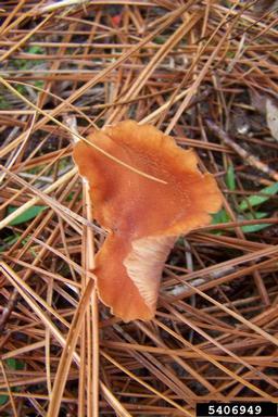 mushrooms,    (Agaricales: Agaricaceae) - 5406949