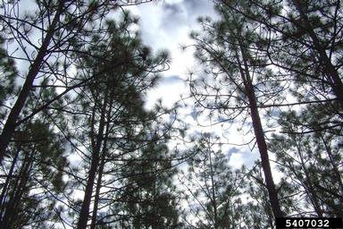 longleaf pine, Pinus palustris  (Pinales: Pinaceae) - 5407032