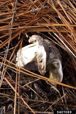 mushrooms,    (Agaricales: Agaricaceae) - 5407089