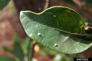 mealybugs,    (Hemiptera: Pseudococcidae) - 5407091