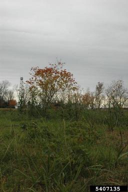 Chinese tallowtree, Triadica sebifera  (Euphorbiales: Euphorbiaceae) - 5407135