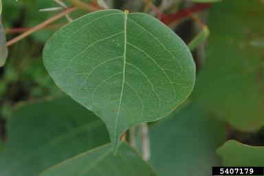 Chinese tallowtree, Triadica sebifera  (Euphorbiales: Euphorbiaceae) - 5407179
