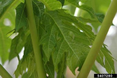 papaya, Carica papaya  (Violales: Caricaceae) - 5407280