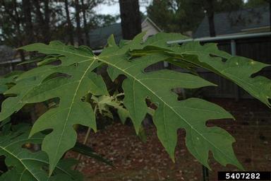 papaya, Carica papaya  (Violales: Caricaceae) - 5407282