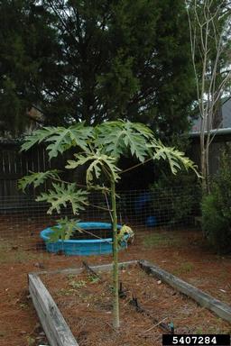 papaya, Carica papaya  (Violales: Caricaceae) - 5407284