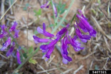 vetch, Vicia spp.  (Fabales: Fabaceae (Leguminosae)) - 5407321