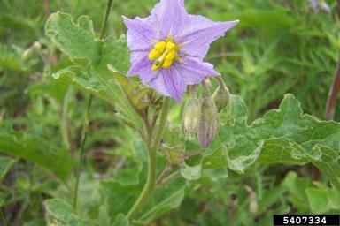robust horsenettle, Solanum dimidiatum  (Solanales: Solanaceae) - 5407334
