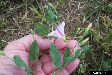 field bindweed, Convolvulus arvensis  (Solanales: Convolvulaceae) - 5407352