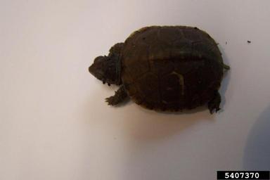 Three-toed Box Turtle, Terrapene carolina triunguis (Testudines: Emydidae) - 5407370