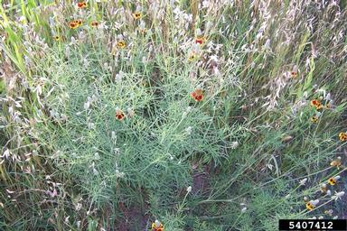 upright prairie coneflower, Ratibida columnifera  (Asterales: Asteraceae) - 5407412