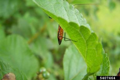 assassin bug, Zelus longipes  (Hemiptera: Reduviidae) - 5407464