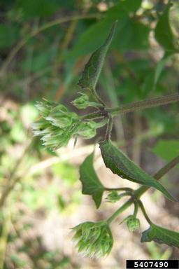 climbing hempweed, Mikania scandens  (Asterales: Asteraceae) - 5407490