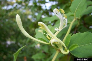 Japanese honeysuckle, Lonicera japonica  (Dipsacales: Caprifoliaceae) - 5407497