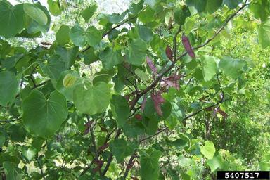 western redbud, Cercis canadensis var. texensis (Fabales: Fabaceae (Leguminosae)) - 5407517