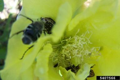 scarab beetle, Euphoria kernii  (Coleoptera: Scarabaeidae) - 5407566