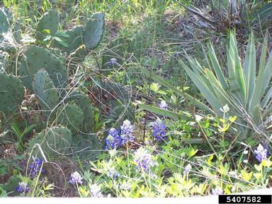 Texas lupine, Lupinus texensis  (Fabales: Fabaceae (Leguminosae)) - 5407582