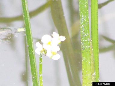grassy arrowhead, Sagittaria graminea  (Alismatales: Alismataceae) - 5407600