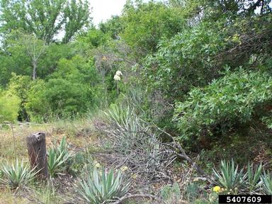 Texas yucca, Yucca rupicola  (Liliales: Agavaceae) - 5407609