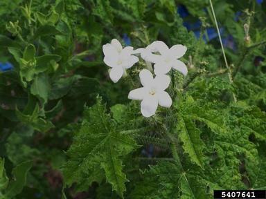 Texas bullnettle, Cnidoscolus texanus  (Euphorbiales: Euphorbiaceae) - 5407641