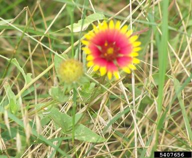 rosering gaillardia, Gaillardia pulchella  (Asterales: Asteraceae) - 5407656