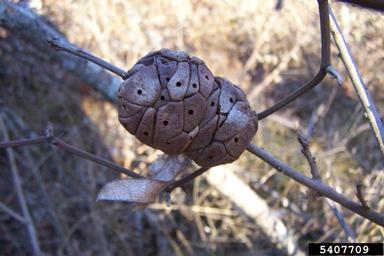 oak galls,    - 5407709