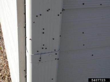 kudzu bug, Megacopta cribraria  (Hemiptera: Plataspidae) - 5407723
