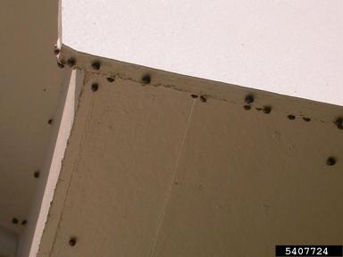kudzu bug, Megacopta cribraria  (Hemiptera: Plataspidae) - 5407724