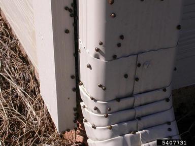 kudzu bug, Megacopta cribraria  (Hemiptera: Plataspidae) - 5407731