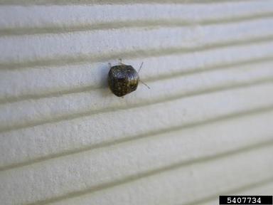 kudzu bug, Megacopta cribraria  (Hemiptera: Plataspidae) - 5407734