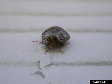 kudzu bug, Megacopta cribraria  (Hemiptera: Plataspidae) - 5407743