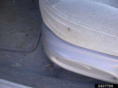 kudzu bug, Megacopta cribraria  (Hemiptera: Plataspidae) - 5407756