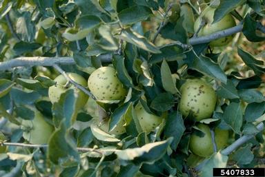 blister spot (Pseudomonas syringae pv. papulans) on apple (Malus domestica ) - 5407833