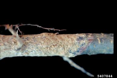 southern blight (Sclerotium rolfsii ) on apple (Malus domestica ) - 5407844