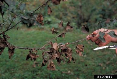 leaf spot (Ceratobasidium stevensii ) on apple (Malus domestica ) - 5407847